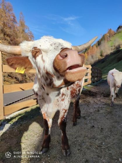 Texas Longhorn Ranch Neumannhof Apartment Cadipietra Bagian luar foto