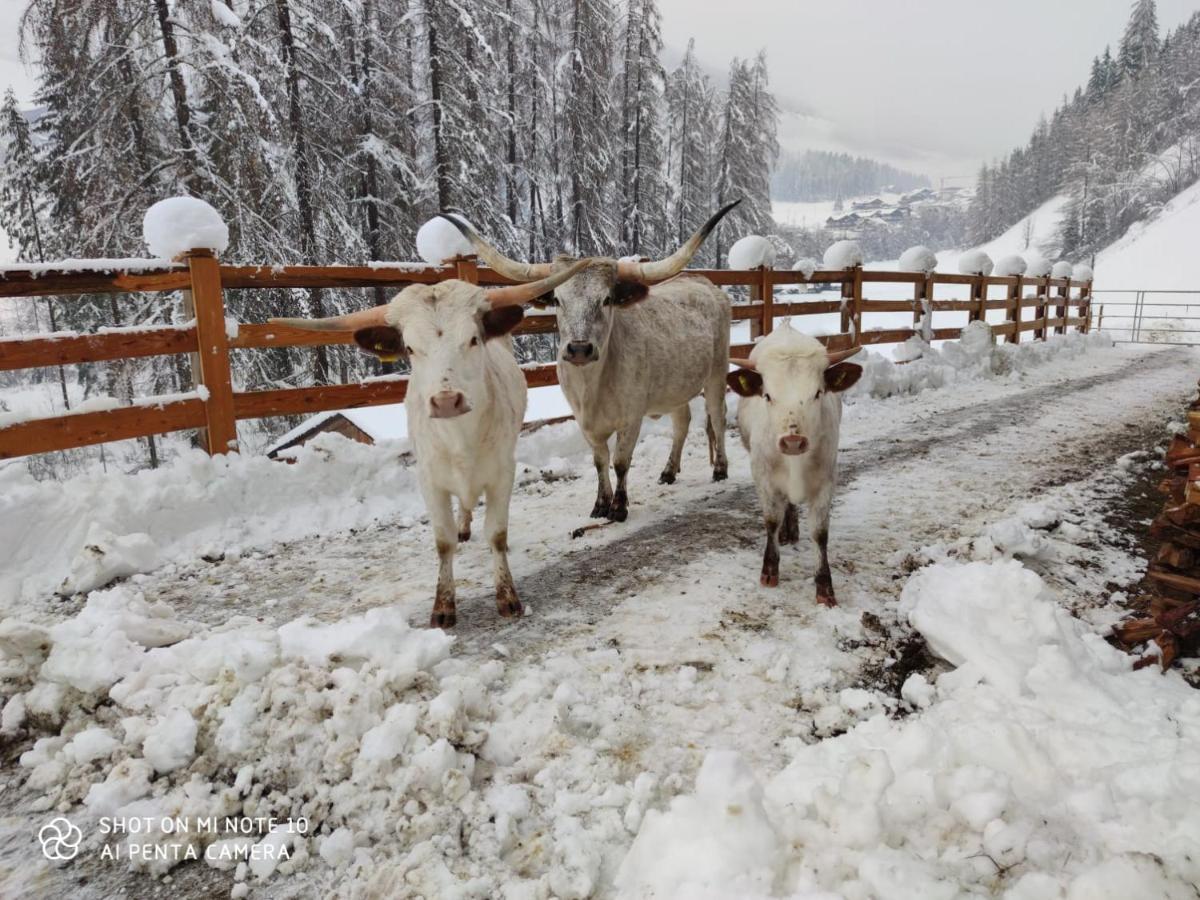 Texas Longhorn Ranch Neumannhof Apartment Cadipietra Bagian luar foto