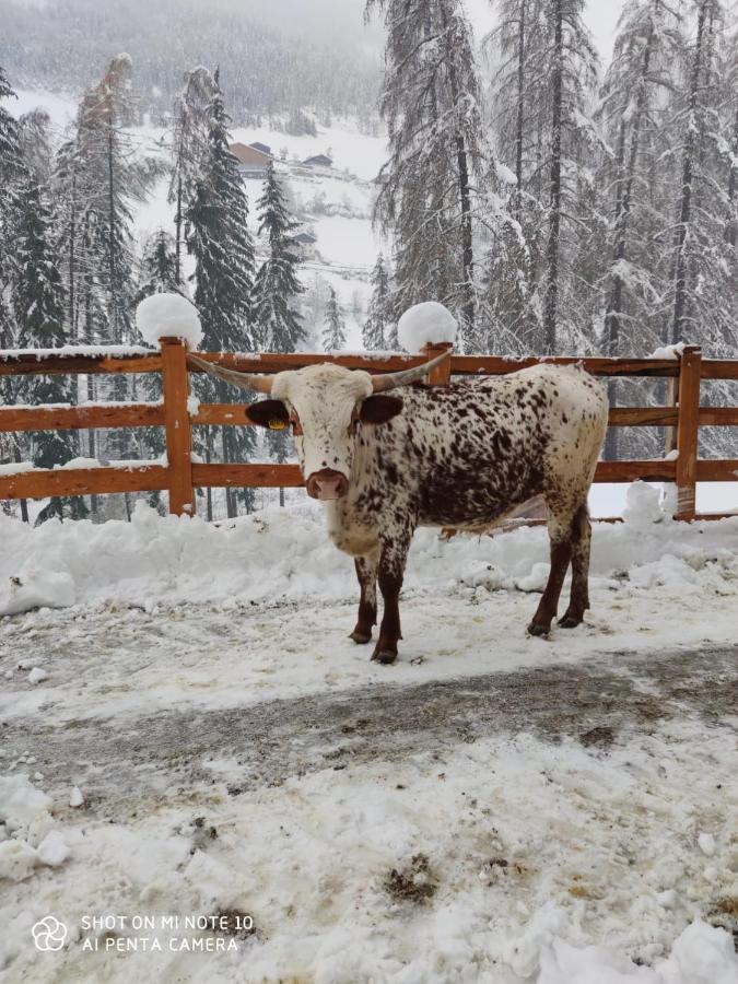 Texas Longhorn Ranch Neumannhof Apartment Cadipietra Bagian luar foto
